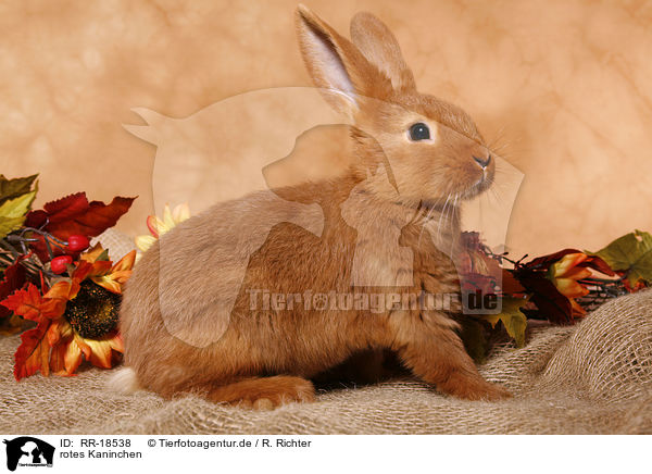 rotes Kaninchen / RR-18538