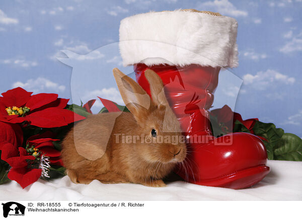 Weihnachtskaninchen / christmas bunny / RR-18555