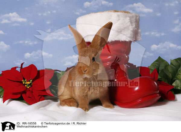 Weihnachtskaninchen / christmas bunny / RR-18556