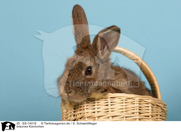 braunes Kaninchen / SS-14016