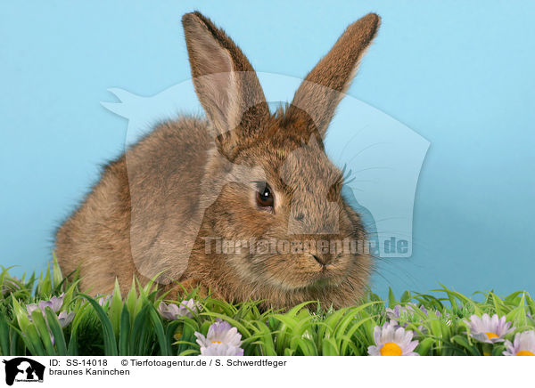 braunes Kaninchen / brown bunny / SS-14018
