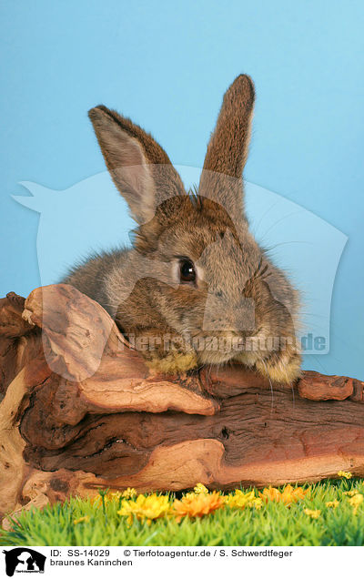 braunes Kaninchen / SS-14029