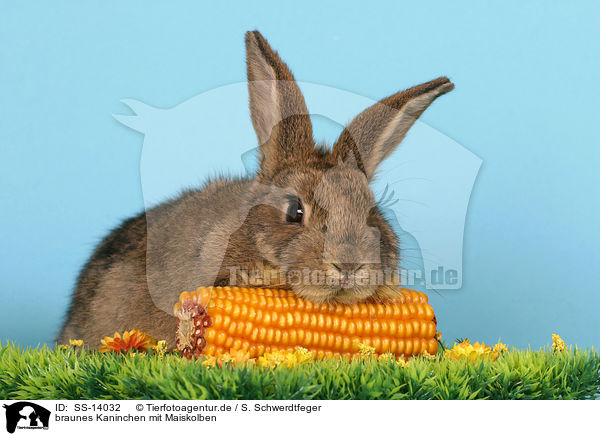 braunes Kaninchen mit Maiskolben / brown bunny with corncob / SS-14032