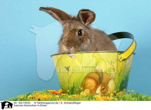 braunes Kaninchen in Eimer / SS-14033