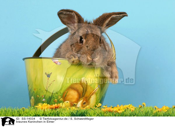 braunes Kaninchen in Eimer / brown bunny in bucket / SS-14034