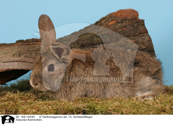 braunes Kaninchen / SS-14040