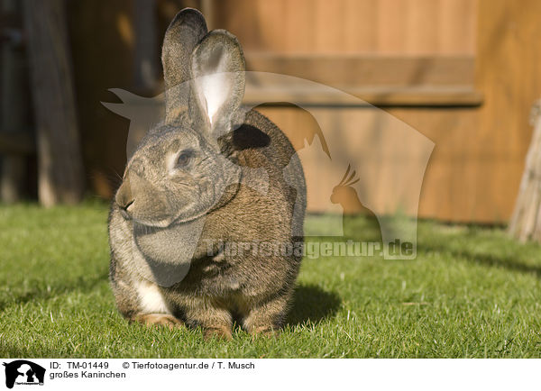gro�es Kaninchen / TM-01449