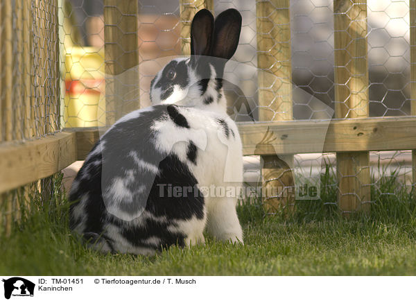 Kaninchen / bunny / TM-01451