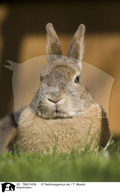 Kaninchen / bunny / TM-01454