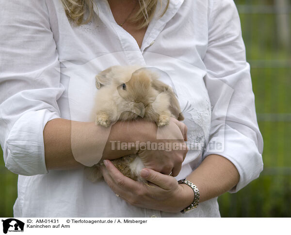Kaninchen auf Arm / bunny / AM-01431