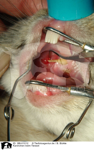 Kaninchen beim Tierarzt / bunny at vet / BB-01012