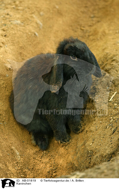 Kaninchen / rabbit / AB-01819