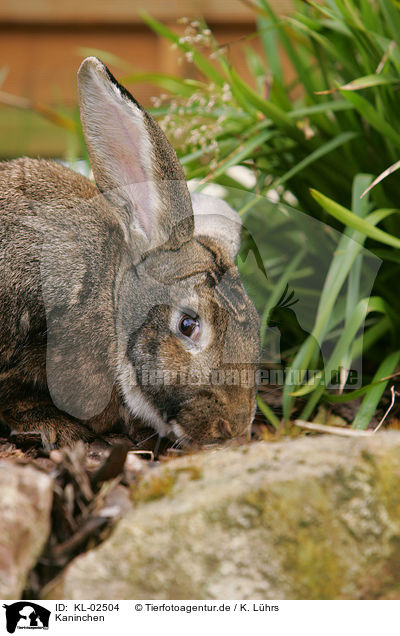 Kaninchen / rabbit / KL-02504