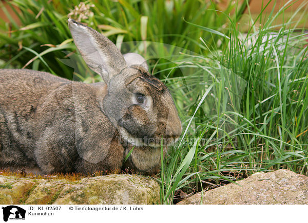 Kaninchen / rabbit / KL-02507