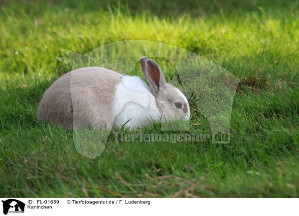 Kaninchen / rabbit / FL-01659