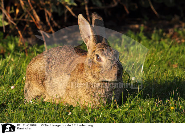 Kaninchen / bunny / FL-01689