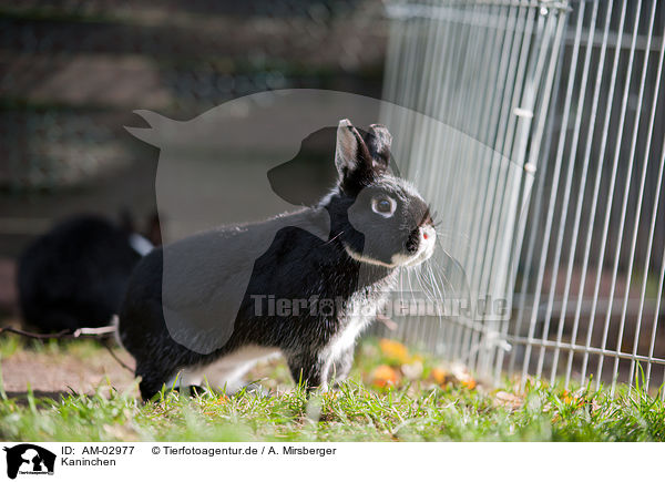 Kaninchen / rabbit / AM-02977