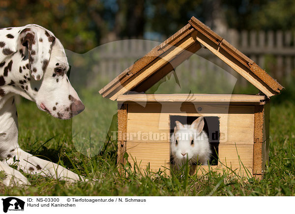 Hund und Kaninchen / dog and rabbit / NS-03300