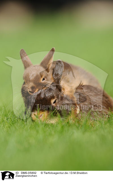 Zwergkaninchen / dwarf rabbits / DMS-05892