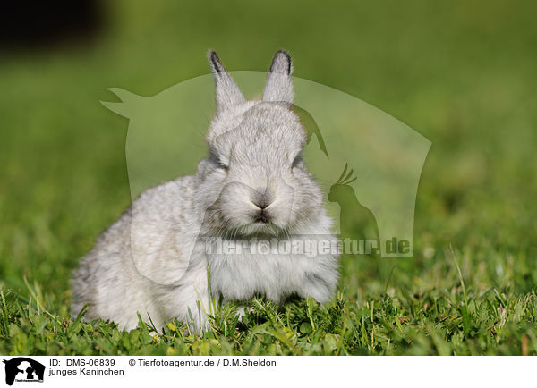 junges Kaninchen / young rabbit / DMS-06839
