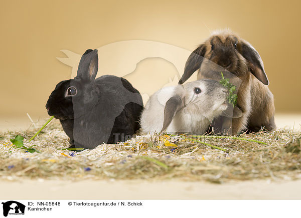 Kaninchen / rabbits / NN-05848