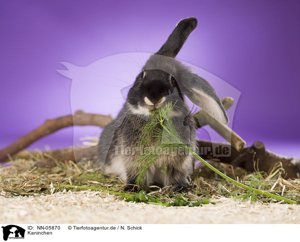 Kaninchen / rabbit / NN-05870