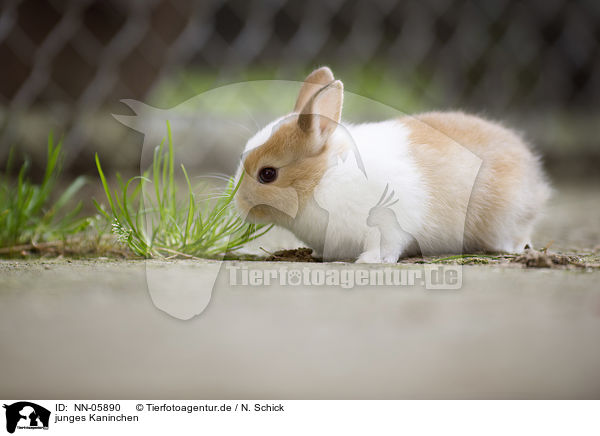 junges Kaninchen / young rabbit / NN-05890