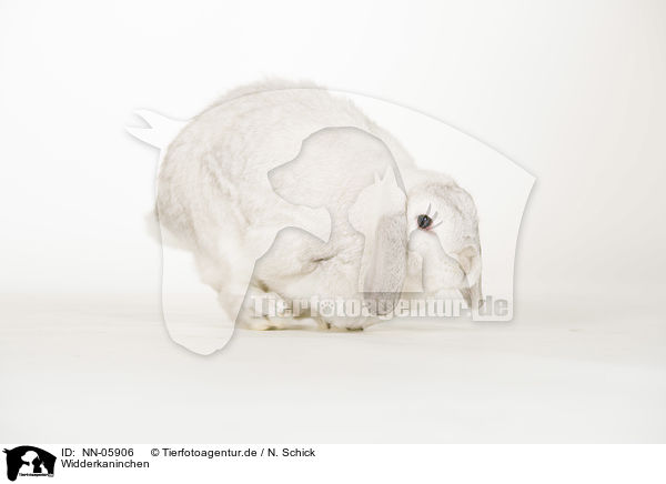 Widderkaninchen / lop-eared rabbit / NN-05906