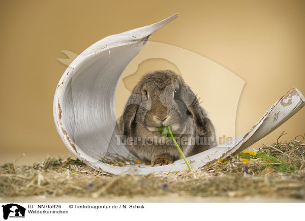 Widderkaninchen / lop-eared rabbit / NN-05926