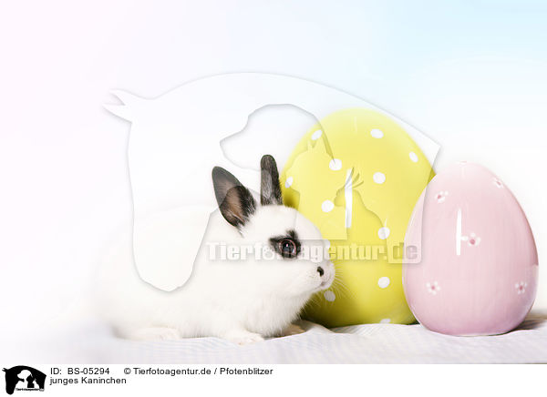 junges Kaninchen / young rabbit / BS-05294
