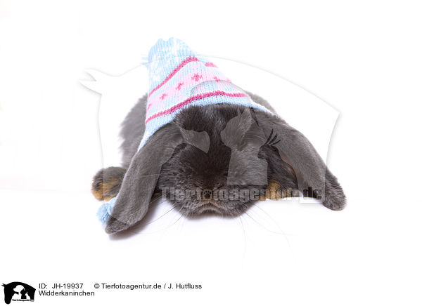 Widderkaninchen / JH-19937