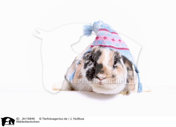 Widderkaninchen / lop-eared rabbit / JH-19946