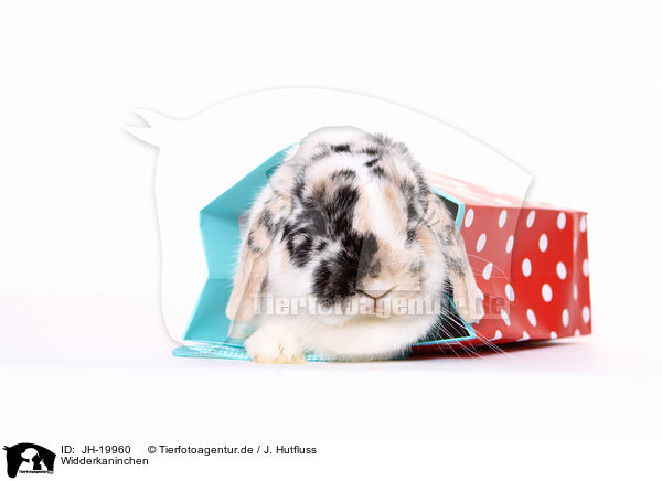 Widderkaninchen / lop-eared rabbit / JH-19960