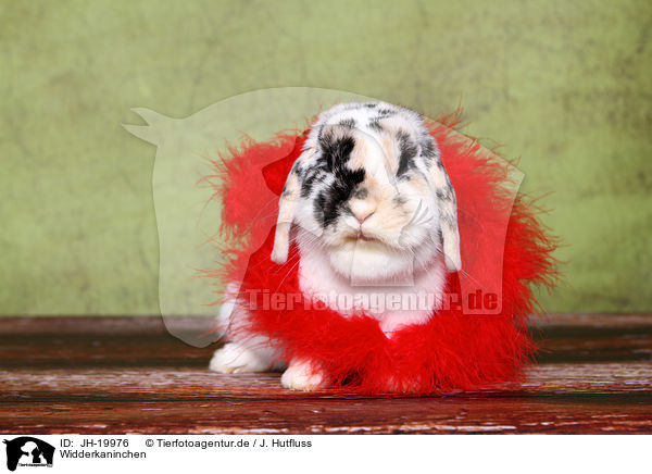 Widderkaninchen / lop-eared rabbit / JH-19976