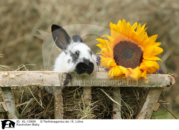 Kaninchen Baby / rabbit baby / KL-13899