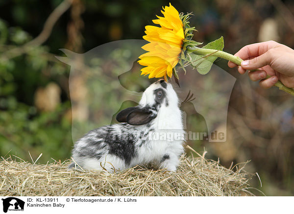 Kaninchen Baby / rabbit baby / KL-13911