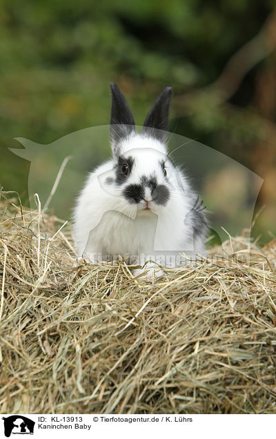 Kaninchen Baby / rabbit baby / KL-13913