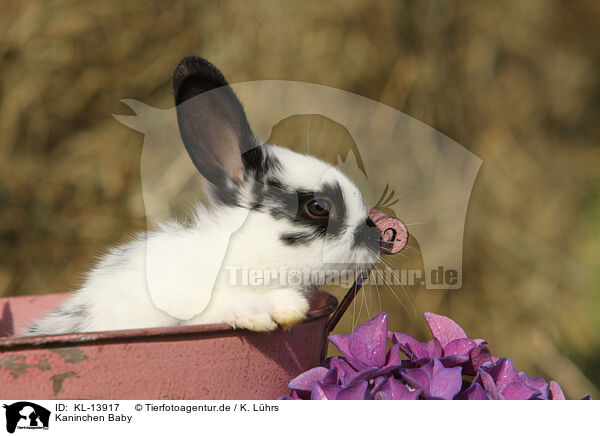 Kaninchen Baby / rabbit baby / KL-13917