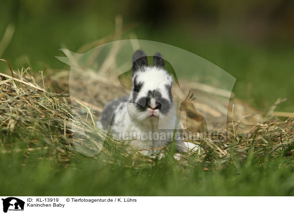 Kaninchen Baby / rabbit baby / KL-13919