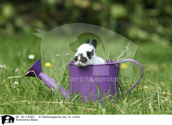 Kaninchen Baby / rabbit baby / KL-13920