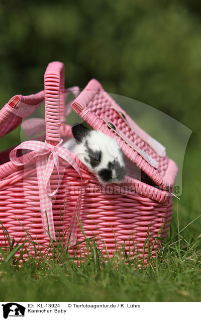 Kaninchen Baby / rabbit baby / KL-13924
