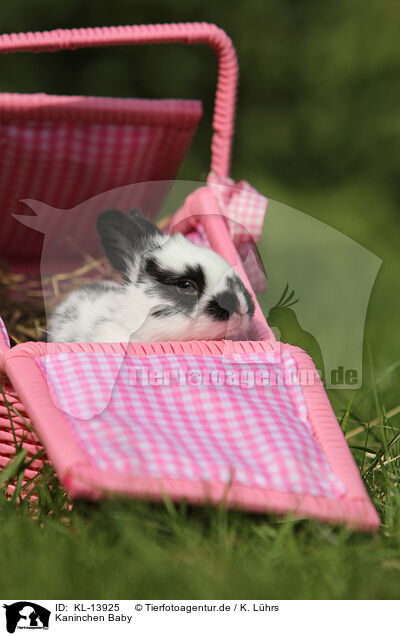 Kaninchen Baby / rabbit baby / KL-13925