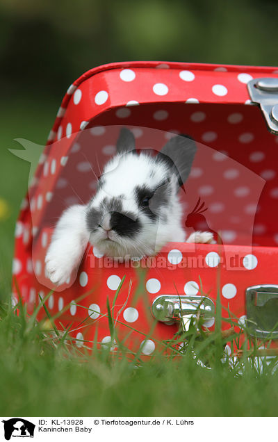 Kaninchen Baby / rabbit baby / KL-13928