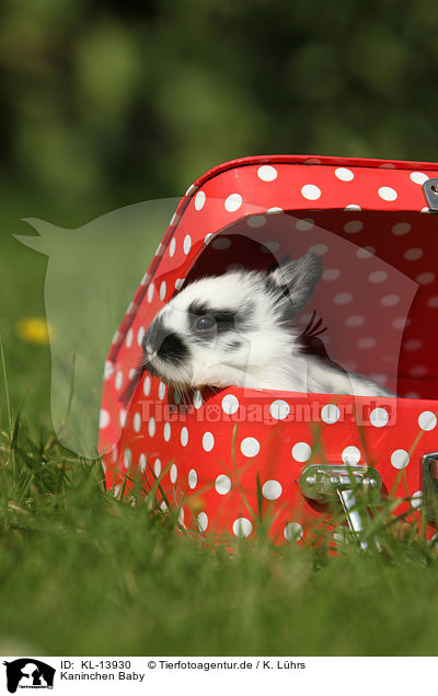 Kaninchen Baby / rabbit baby / KL-13930