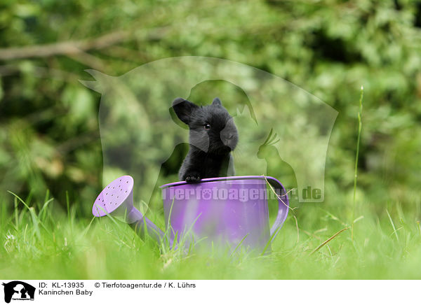 Kaninchen Baby / rabbit baby / KL-13935