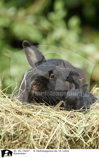Kaninchen / rabbits / KL-13937
