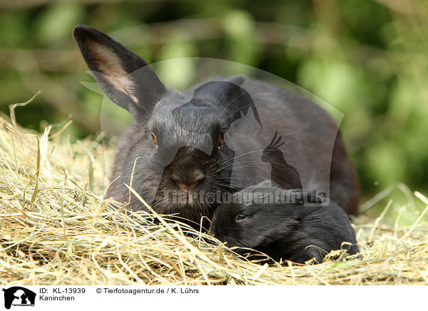 Kaninchen / rabbits / KL-13939