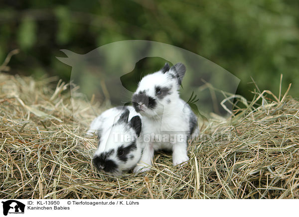 Kaninchen Babies / rabbit babies / KL-13950