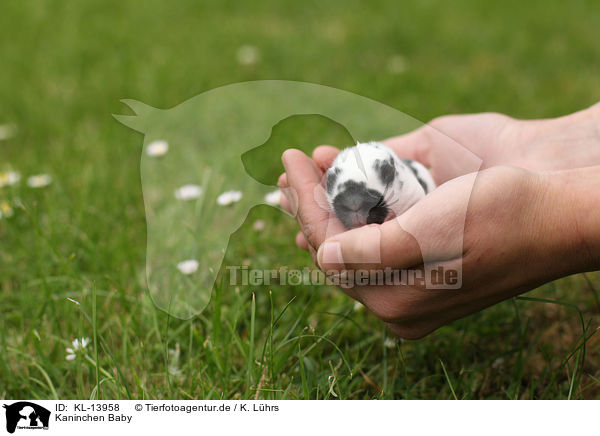 Kaninchen Baby / rabbit baby / KL-13958