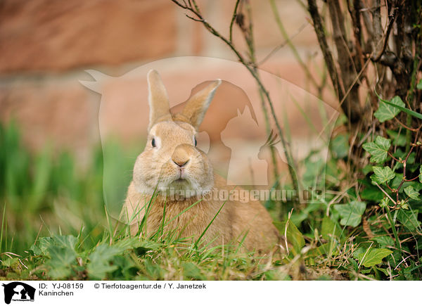 Kaninchen / rabbit / YJ-08159
